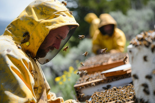 Apicultura Sostenible en Chile: La Importancia de Cuidar Nuestras Abejas y el Medio Ambiente
